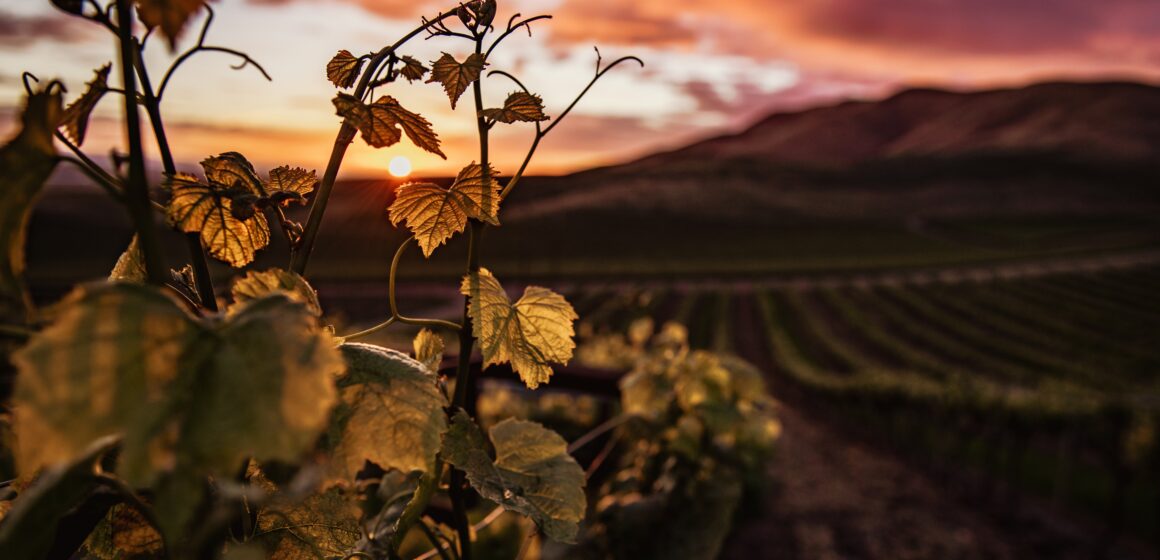 Piće sa tradicijom: Znate li kako se pravilno pije vino?