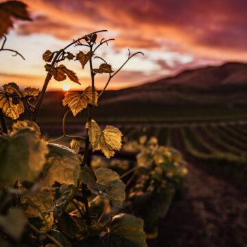 Piće sa tradicijom: Znate li kako se pravilno pije vino?