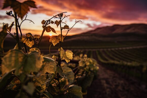 Piće sa tradicijom: Znate li kako se pravilno pije vino?