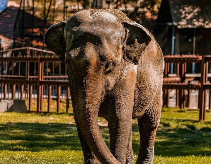Uginula slonica Tvigi – saopšteno je iz Beo zoo vrta
