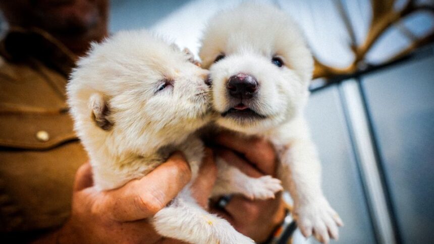 IMG_6407 „Igra prestola” u realnosti: Strahovuk ponovo zavija