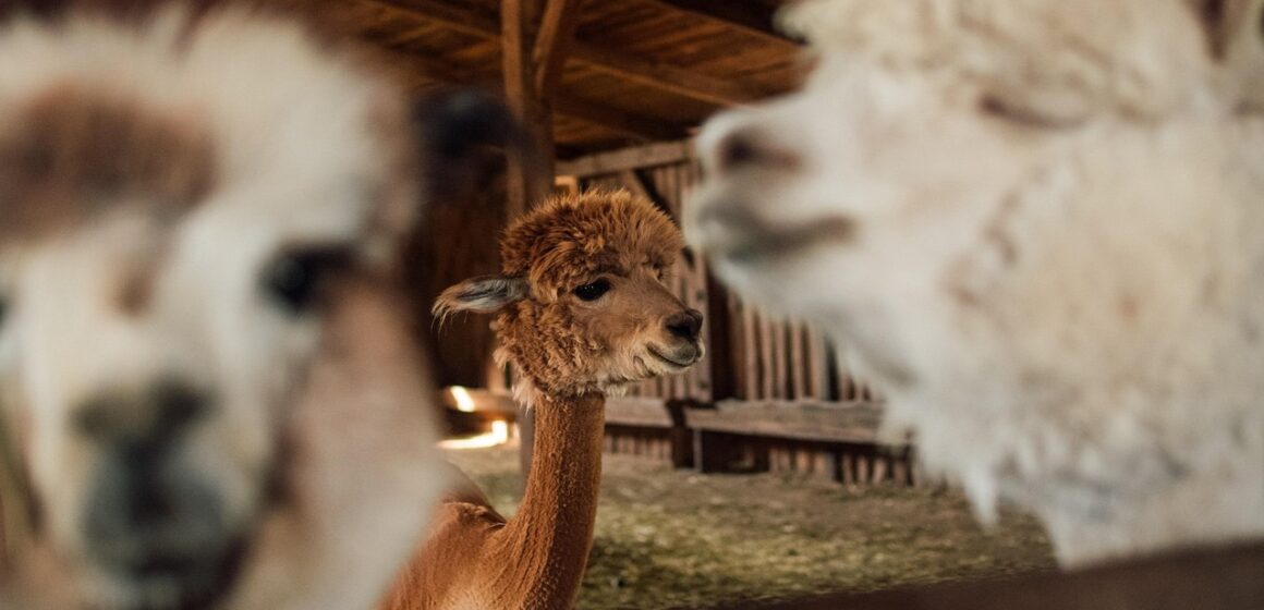 Novi član Beo zoo vrta: Kako mu možeš dati ime? Novi član Beo zoo vrta: Kako mu možeš dati ime?