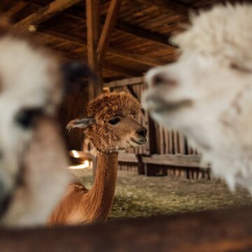 Novi član Beo zoo vrta: Kako mu možeš dati ime? Novi član Beo zoo vrta: Kako mu možeš dati ime?