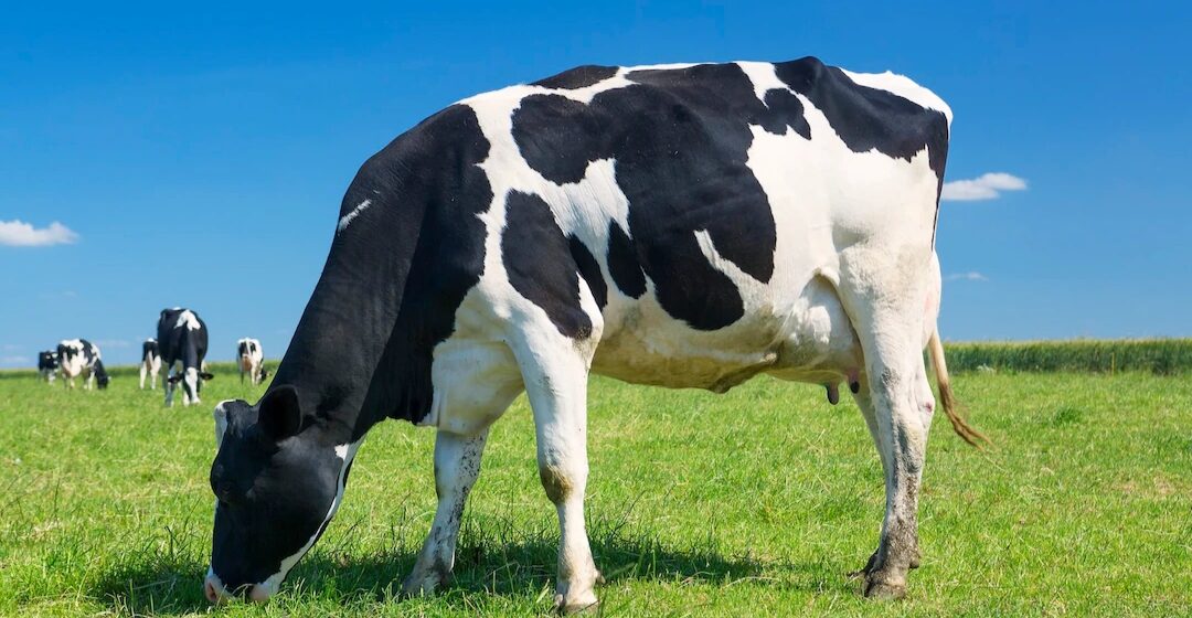 Digitalna pijaca domaćeg mleka: Kako funkcioniše platforma Mlekomap? Digitalna pijaca domaćeg mleka: Kako funkcioniše platforma Mlekomap?