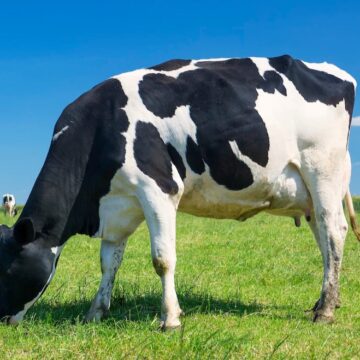 Digitalna pijaca domaćeg mleka: Kako funkcioniše platforma Mlekomap? Digitalna pijaca domaćeg mleka: Kako funkcioniše platforma Mlekomap?