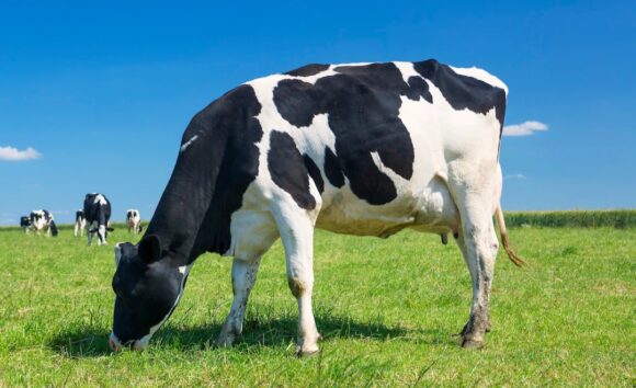 Digitalna pijaca domaćeg mleka: Kako funkcioniše platforma Mlekomap? Digitalna pijaca domaćeg mleka: Kako funkcioniše platforma Mlekomap?